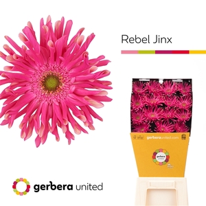 Ge Gr Rebel Jinx Diamond United