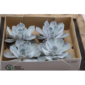 Echeveria Lilacina X4