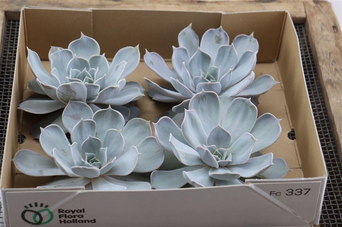 <h4>Echeveria Lilacina X4</h4>