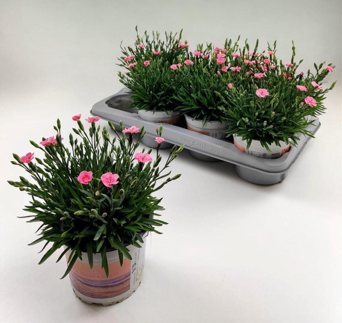 <h4>DIAN DI PEACH PARTY</h4>