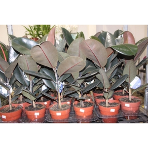 FICUS ELASTICA BURGUNDY P17