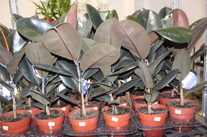 <h4>FICUS ELASTICA BURGUNDY P17</h4>