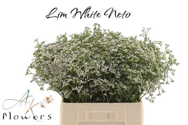 <h4>LIM WHITE NETO</h4>