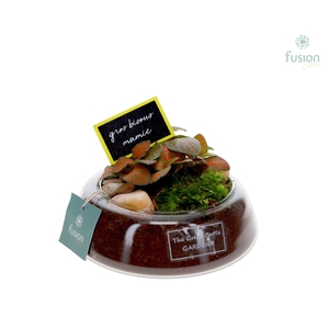 Green Bottle Christel Small Grootmoederdag met Fittonia