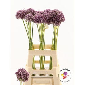 ALLIUM JASMINE