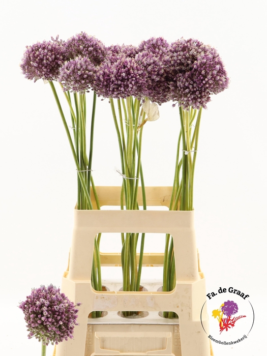 <h4>ALLIUM JASMINE</h4>
