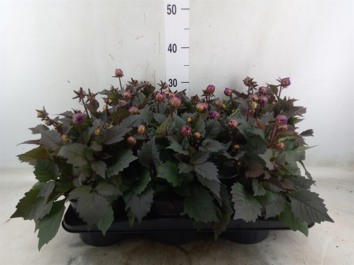 <h4>Dahlia  'Dahlinova Tempt Pink Bico'</h4>