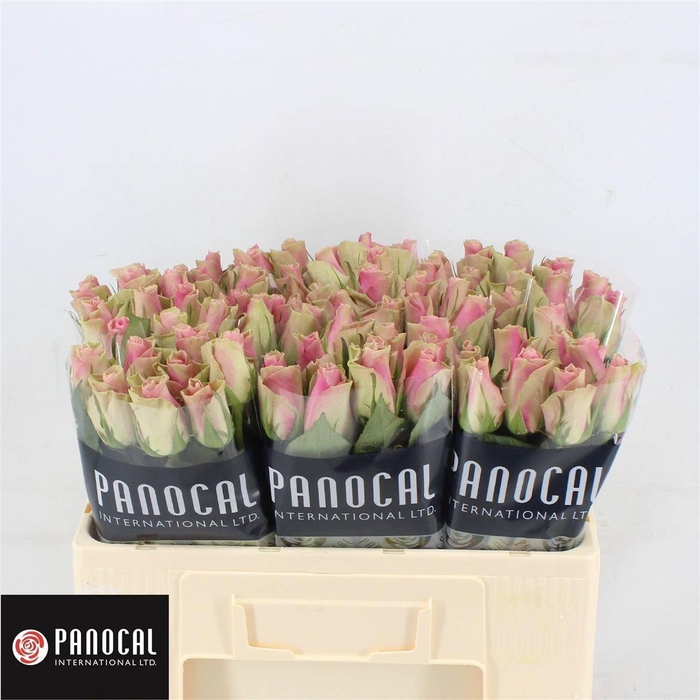 <h4>R GR BELLE ROSE</h4>