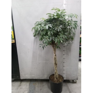 Schefflera arbor. 'Compacta'