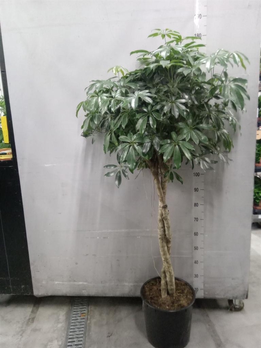 <h4>Schefflera arbor. 'Compacta'</h4>