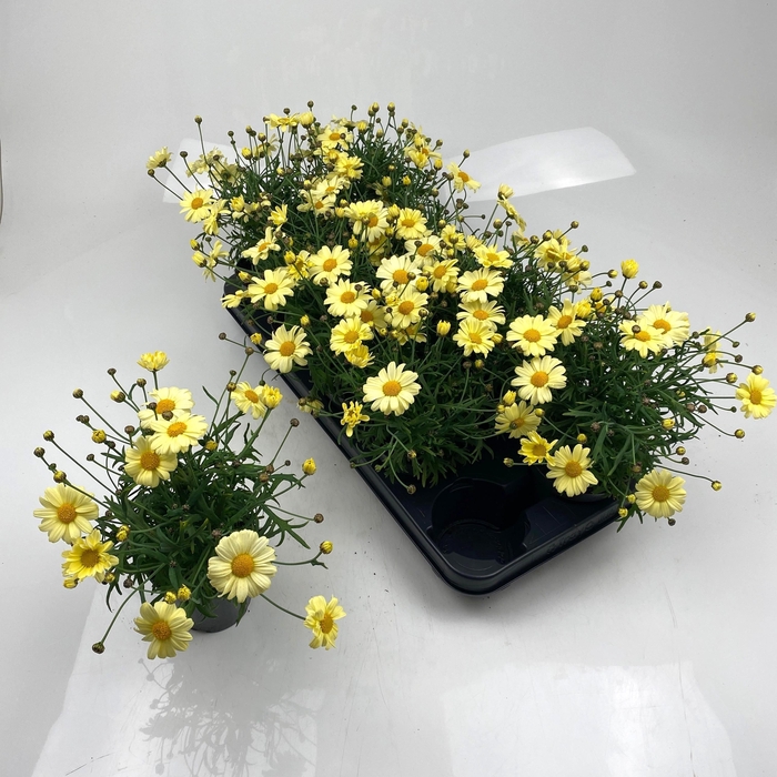 <h4>ARG LA RITA GEM</h4>