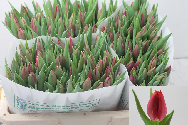 <h4>TU EN CORENDON</h4>