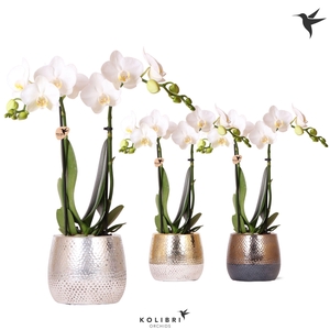Kolibri Orchids Phalaenopsis white 2 spike in Elite pot mix