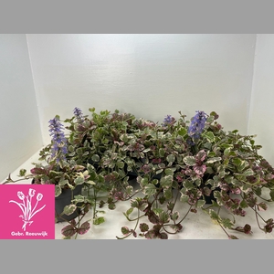 AJUGA R BURGUNDY GLO