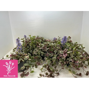 AJUGA R BURGUNDY GLO