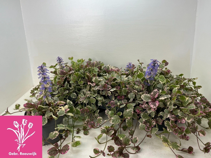<h4>AJUGA R BURGUNDY GLO</h4>