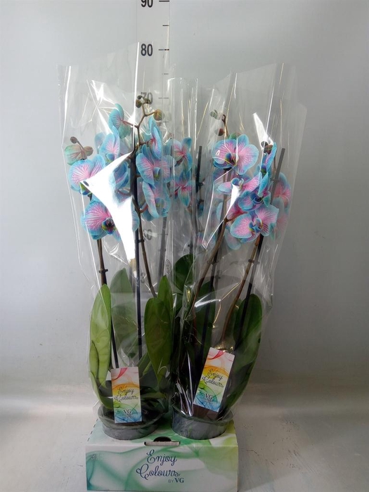 <h4>Phalaenopsis   ...</h4>