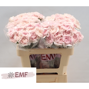 DI ST BRIDAL DAMASCUS