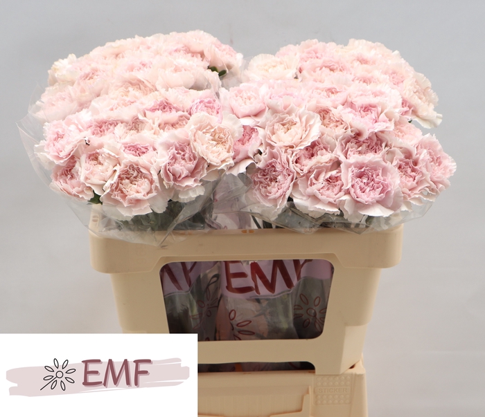 <h4>DI ST BRIDAL DAMASCUS</h4>