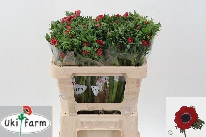 <h4>ANEM CO GALIL ROOD</h4>