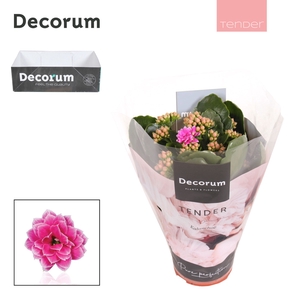 Kalanchoe Decorum TENDER - Serenity Purple White