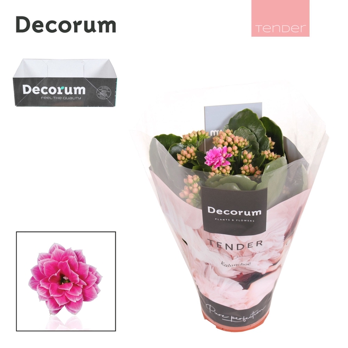 <h4>Kalanchoe Decorum TENDER - Serenity Purple White</h4>