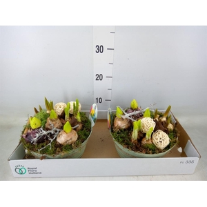 Arr.   Bol/Knolgewas L%