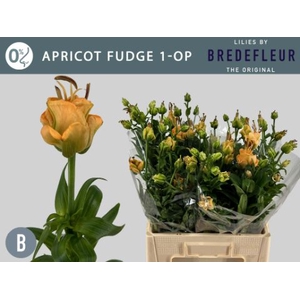 Li La Apricot Fudge 1+ Bredefleur