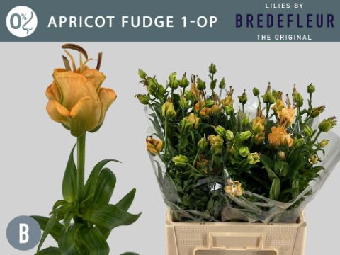 <h4>LI LA APRICOT FUDGE 1+</h4>