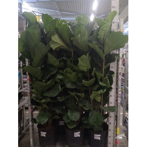 Ficus lyrata