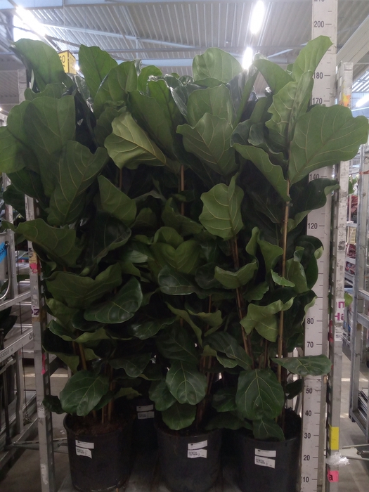 <h4>Ficus lyrata</h4>