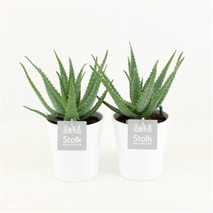 Aloe Arborescens in Liv keramiek