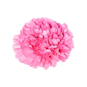 Di St True Love Pink 75cm CO