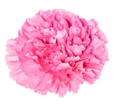 <h4>Di St True Love Pink 75cm CO</h4>