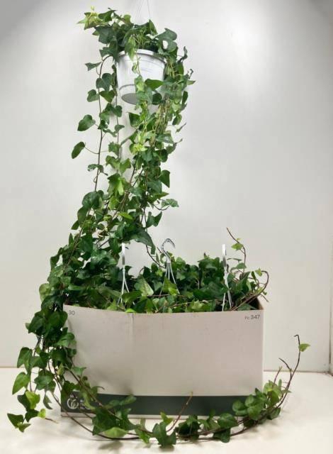 <h4>HED HE MEIN HERZ</h4>