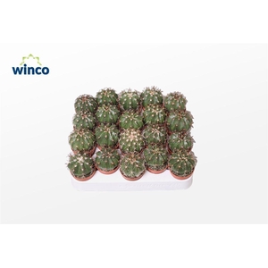 Melocactus Conoideus