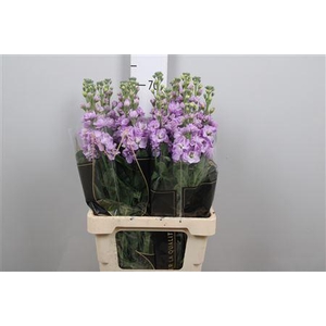 Matth Iron * Premium* Lavendel