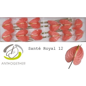 Anth A Sante Royal 13 cm X12 Oosterzon