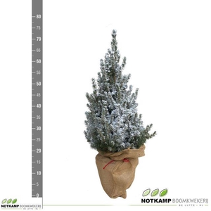 PICEA GL CONICA P21 70CM JUTE SNOW