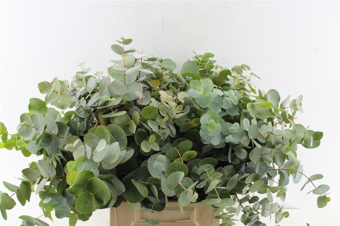 <h4>Euca Cinerea Per Stem</h4>