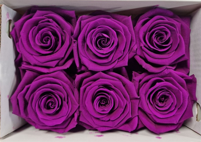 Ro Pres Classic Lila