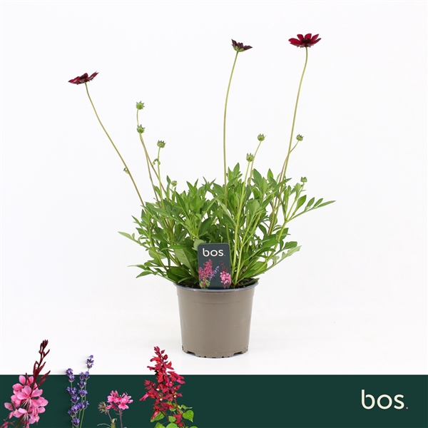 <h4>Cosmos Atrosanguineus, Cherry Chocolate</h4>