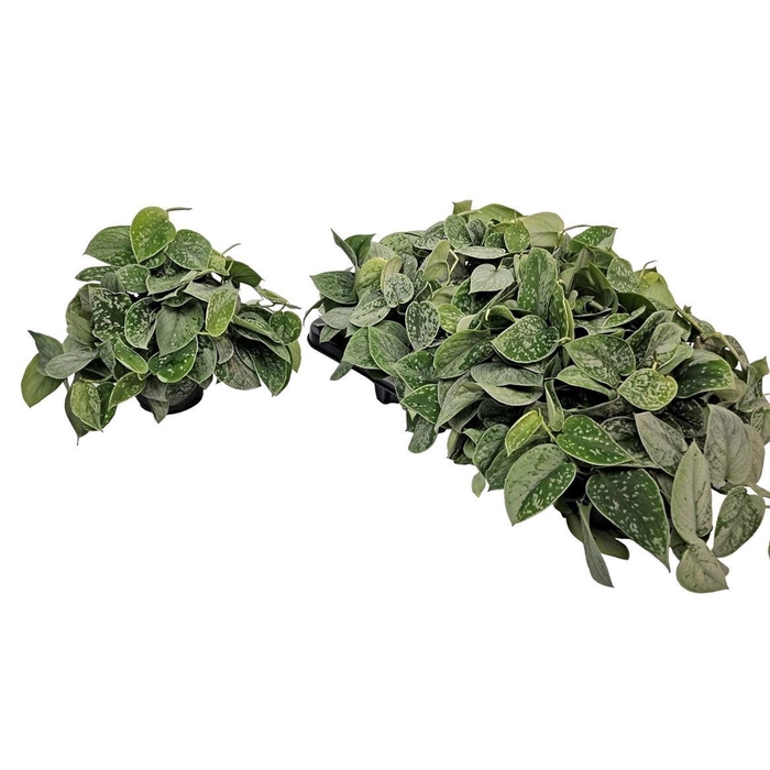 <h4>SCIND PICT SILVE ANN</h4>