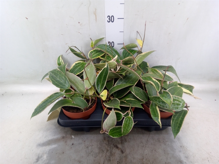 <h4>Hoya latifolia 'Albomarginata'</h4>