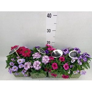 Arr.   Perkplanten L%