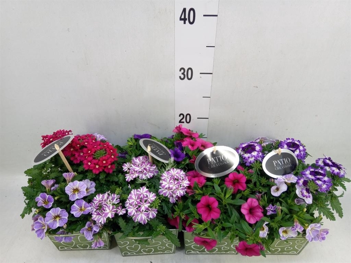 <h4>Arr.   Perkplanten L%</h4>