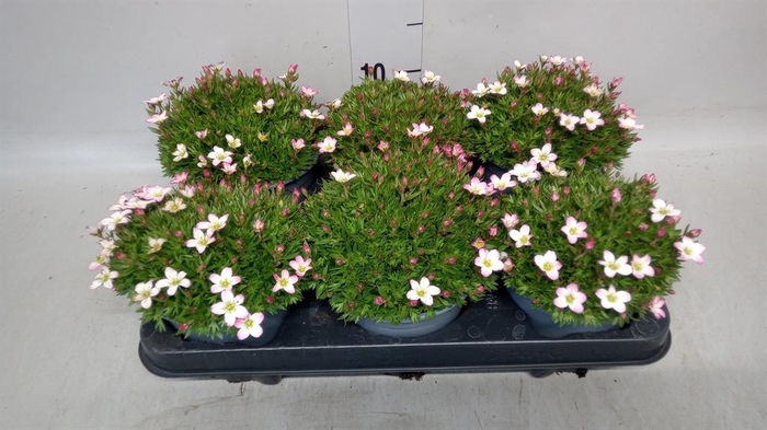 <h4>Saxifraga arend.</h4>