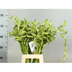 DRAC LUCKY BAMBOO