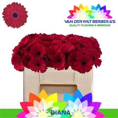 <h4>Ge Mi Diana</h4>