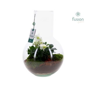 Green Bottle Suzanne Large met Helleborus